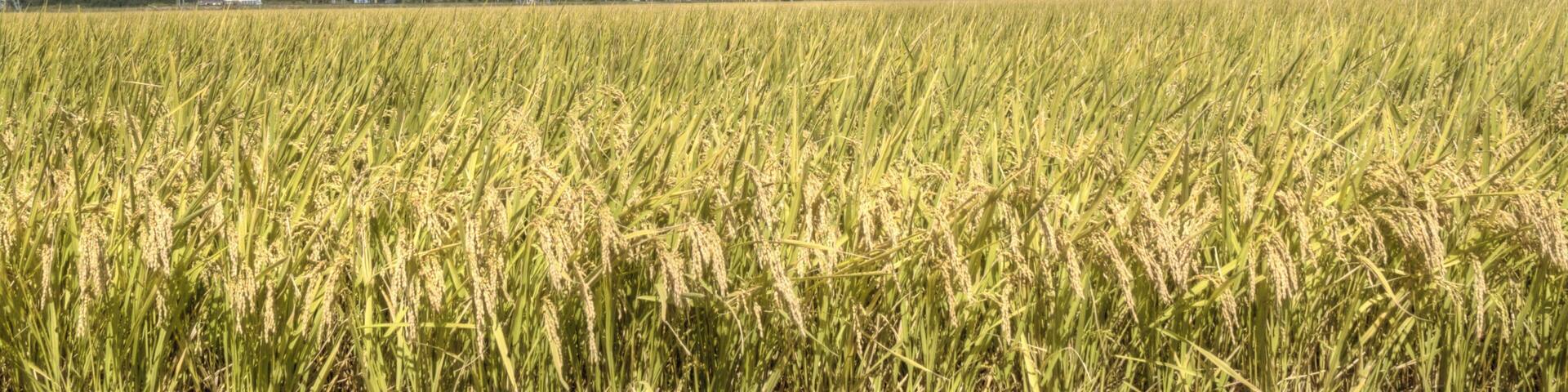 鳥海山と酒田の田畑