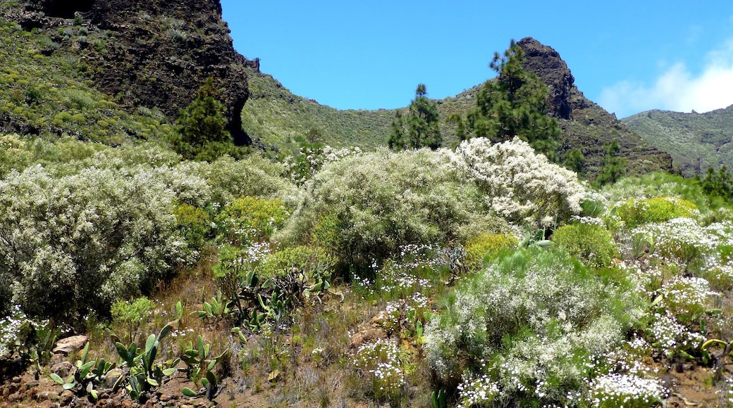 Teneriffa â Wilde Natur bei Tamaimo