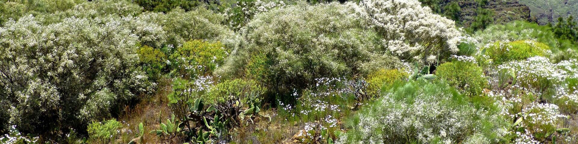Teneriffa â Wilde Natur bei Tamaimo