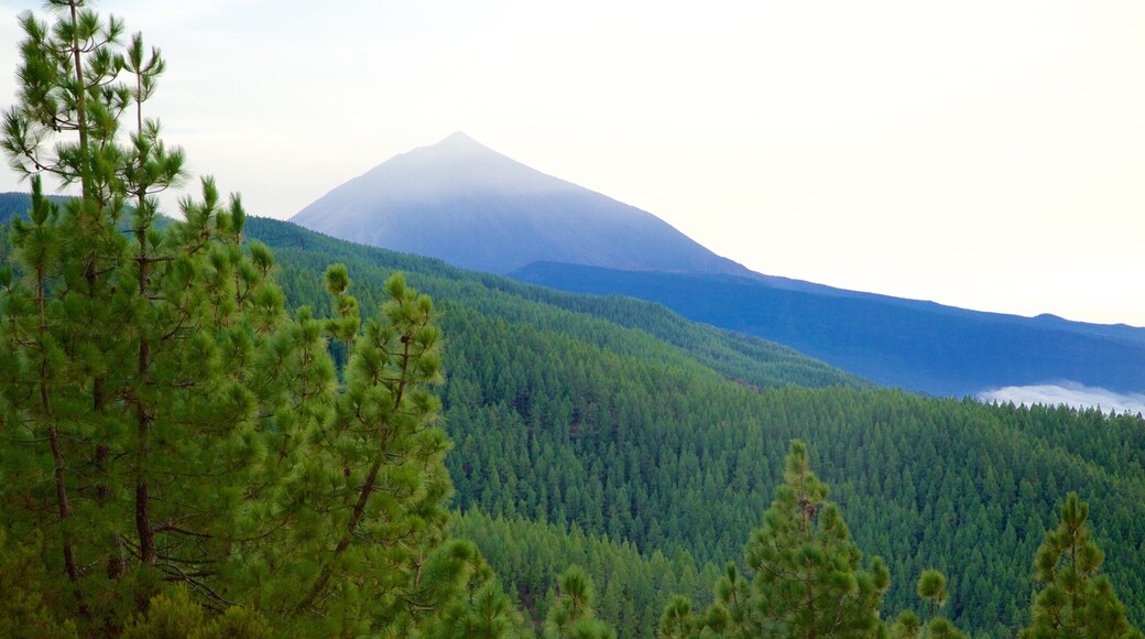 Santiago del Teide which includes mountains and forests