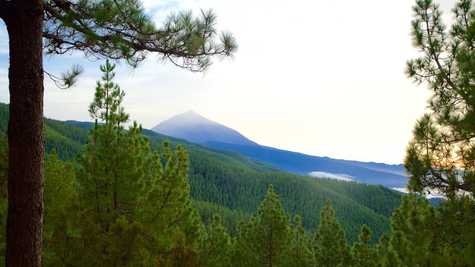A forested mountain landscape with a prominent peak.