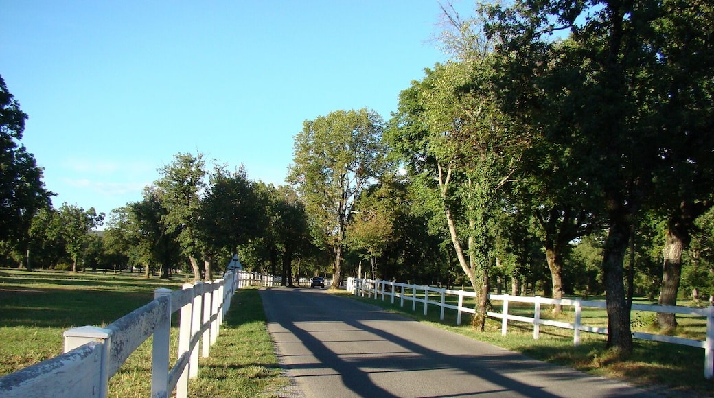 Загоны для лошадей