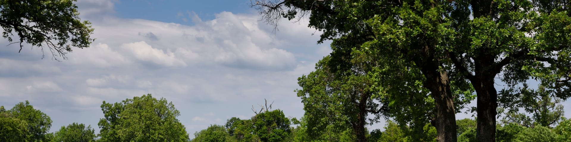 A group of horses grazing in a grassy field with trees and a white fence in the background.