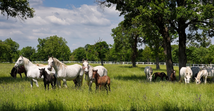 A group of horses grazing in a grassy field with trees and a white fence in the background.