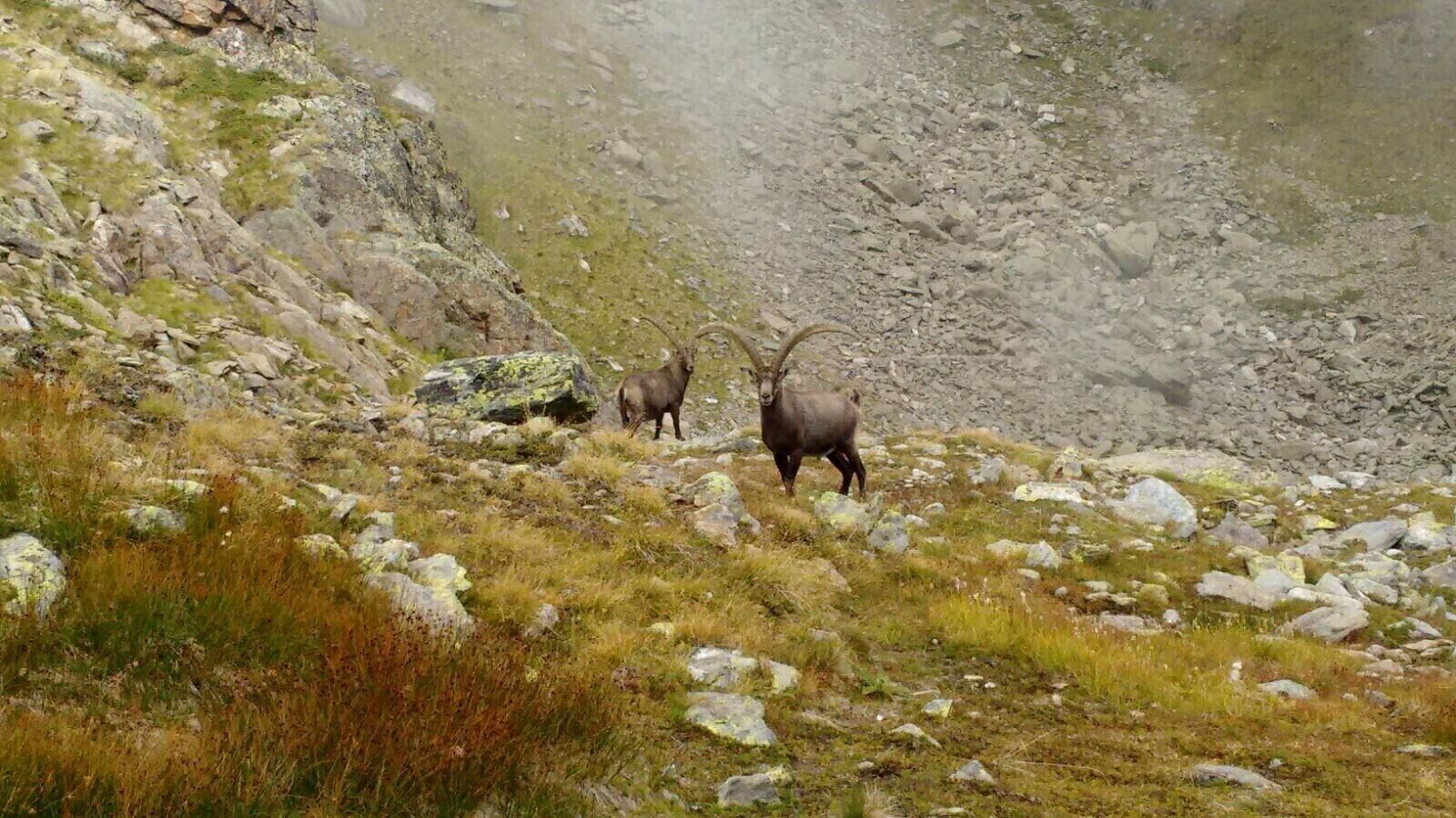 We were above the clouds hiking to the City of the Dead, or maybe we had already passed the ruins. Either way we saw horns curling out of a rock and noted that there were two enormous stambecco (ibex) resting. That is, they were resting until they heard us approach.
They gently got up and walked away, turning every now and again to check our approach. We got too close and they climbed nimbly up the mountain.
www.visa-vis.com
#thisisitaly #passotonale #trentino #italy #alps #dolomiti #stambecco #mountains #wildlife