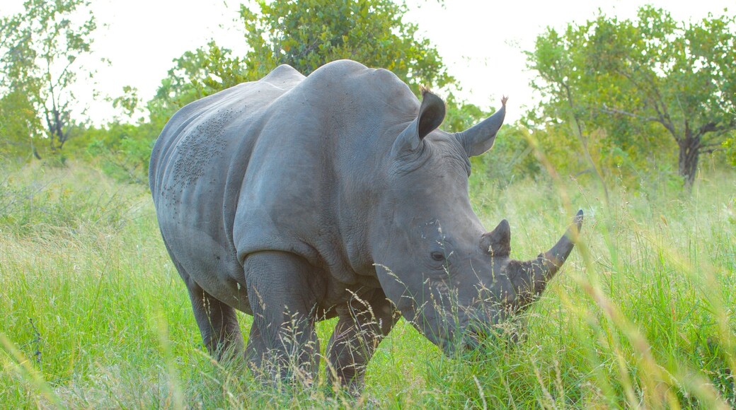 Kruger National Park featuring land animals and dangerous animals