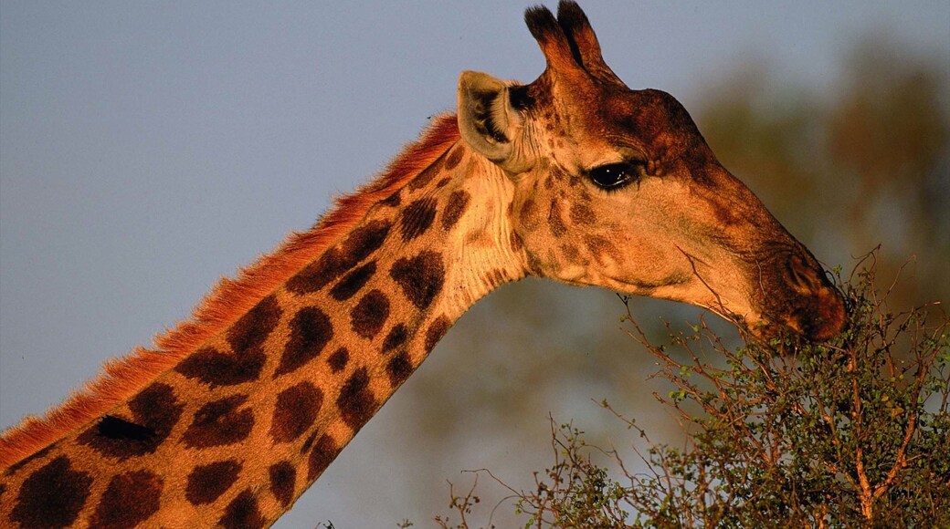 Kruger National Park caracterizando animais de zoológico e animais terrestres