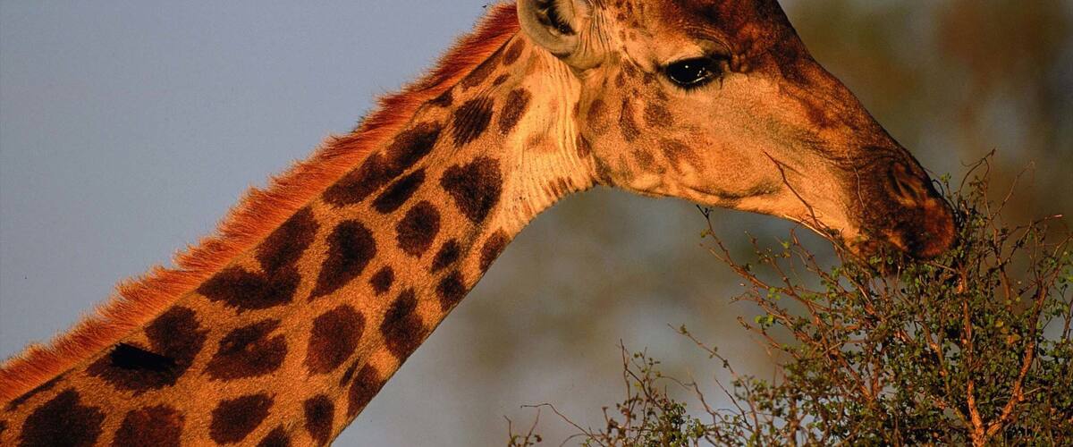 Kruger National Park featuring land animals and zoo animals