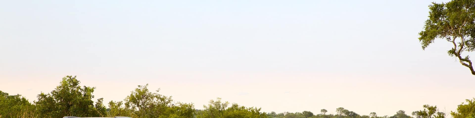 Kruger National Park showing landscape views, land animals and safari adventures