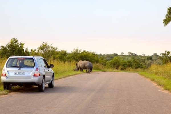 Ein Auto steht an einer Straße, im Hintergrund ist ein Nashorn zu sehen.