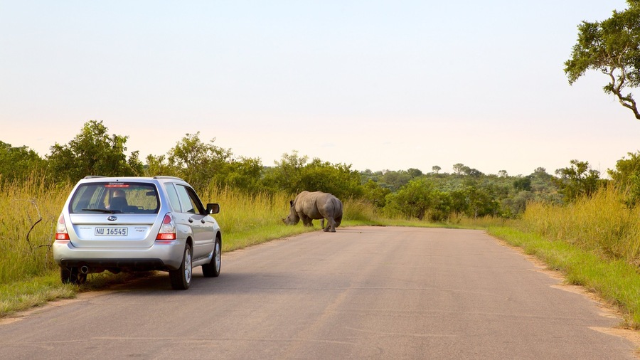 Kruger National Park showing landscape views, land animals and safari adventures