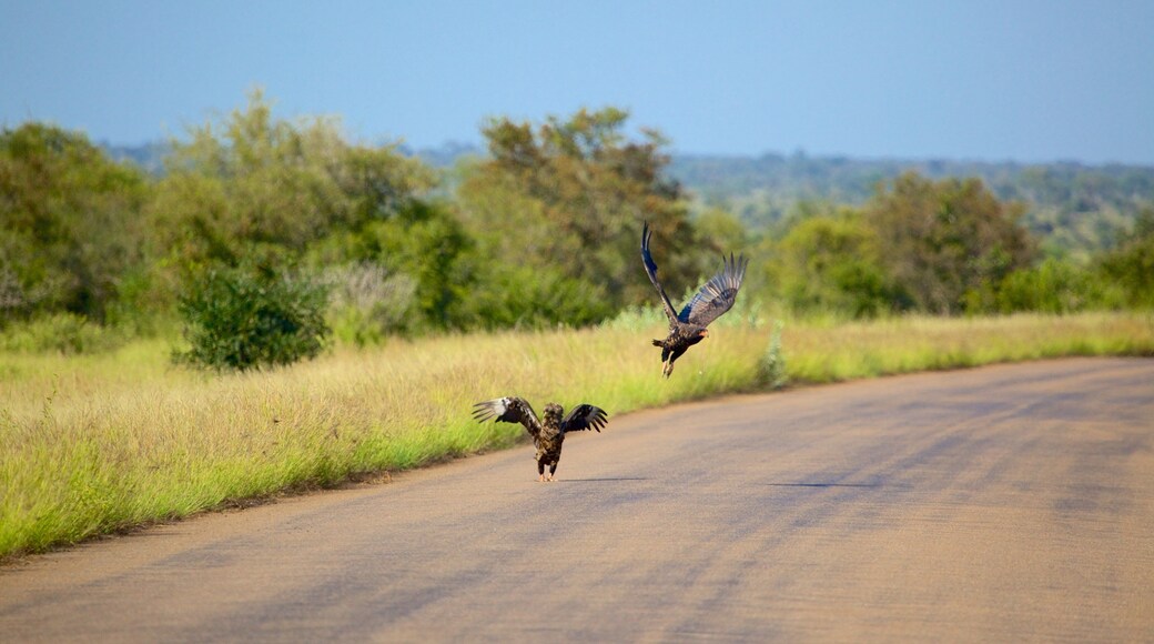 Kruger National Park which includes tranquil scenes, landscape views and bird life