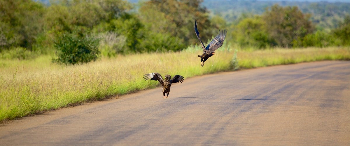 A road with two birds flying, surrounded by greenery and trees.