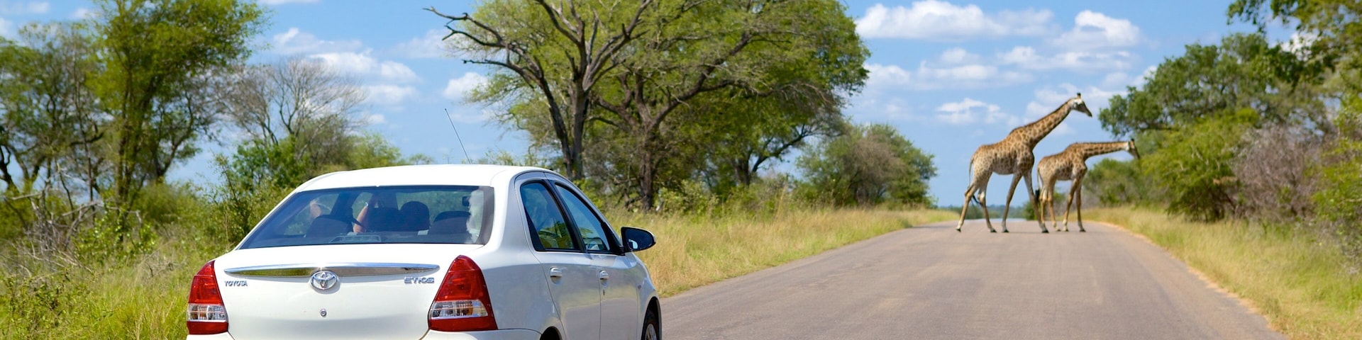 Kruger National Park que incluye excursiones, aventuras de safari y animales terrestres