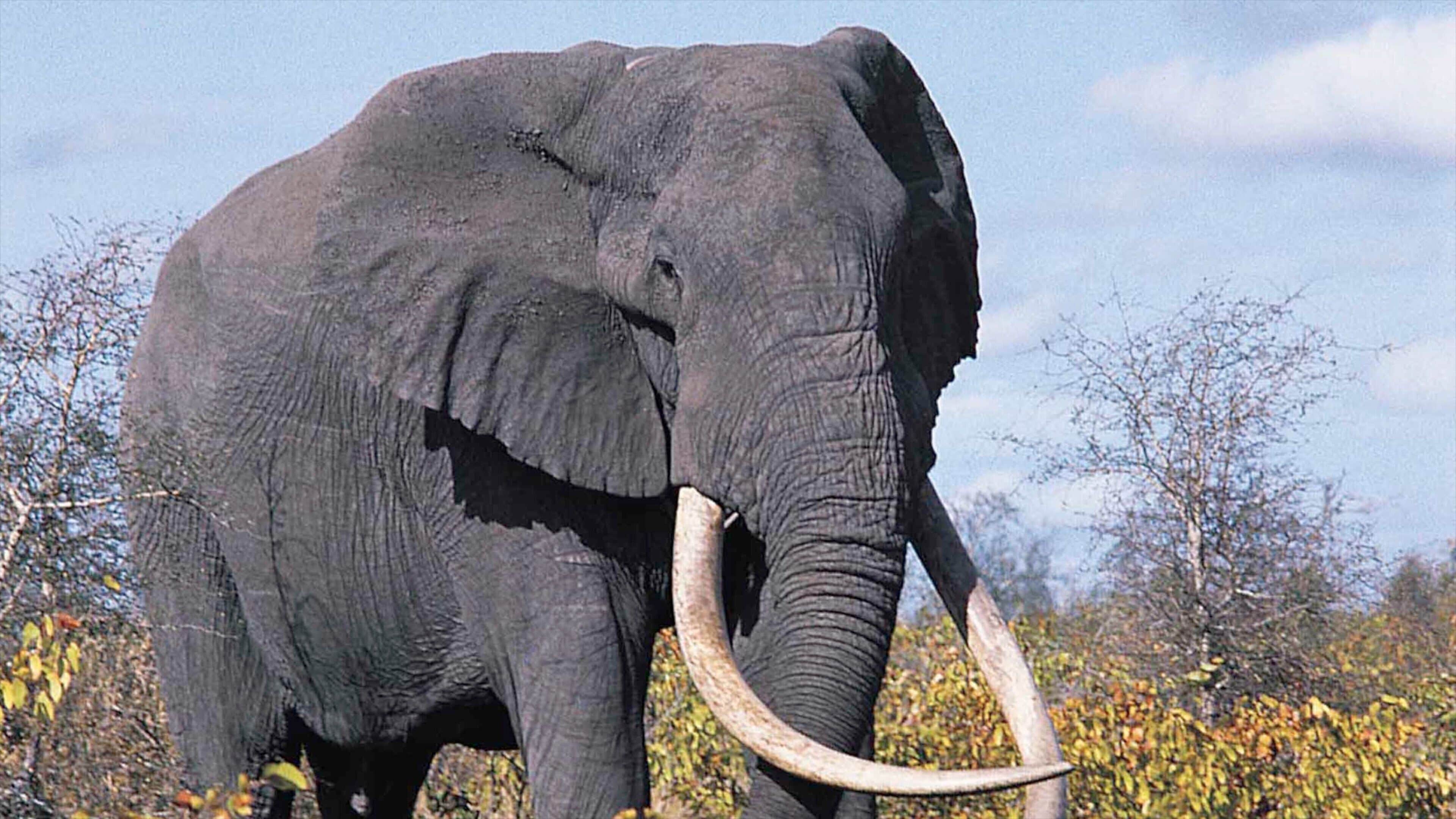 An elephant with large tusks standing in a natural landscape with trees and shrubs.