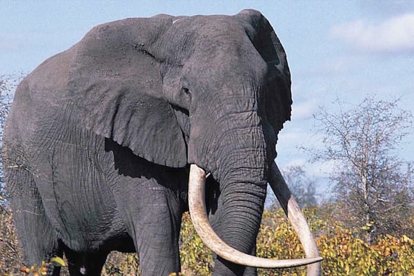 Ein Elefant mit großen Stoßzähnen steht in einer natürlichen Landschaft mit Bäumen und Sträuchern.
