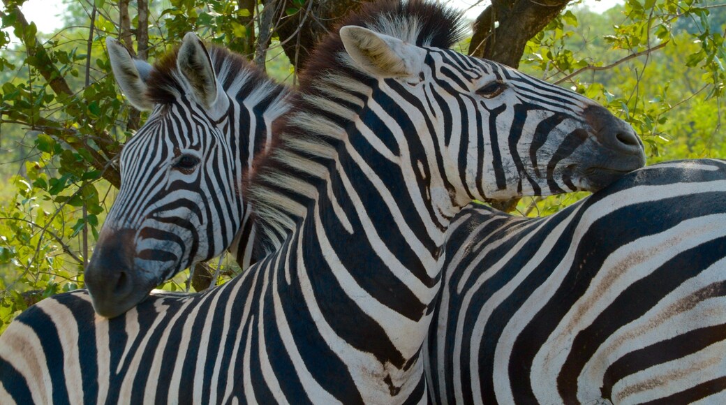 Kruger National Park que inclui animais terrestres