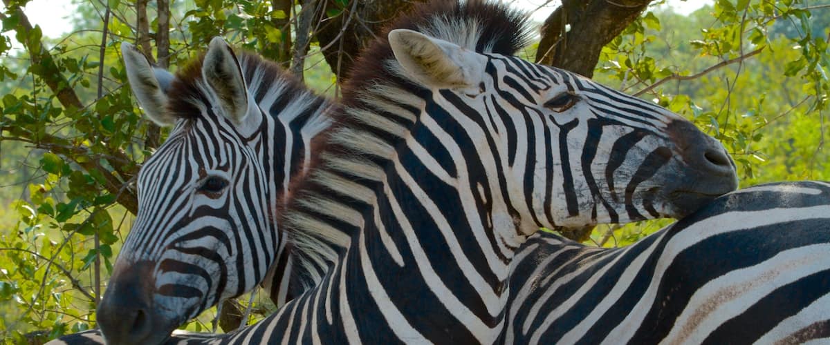 Kruger National Park featuring land animals