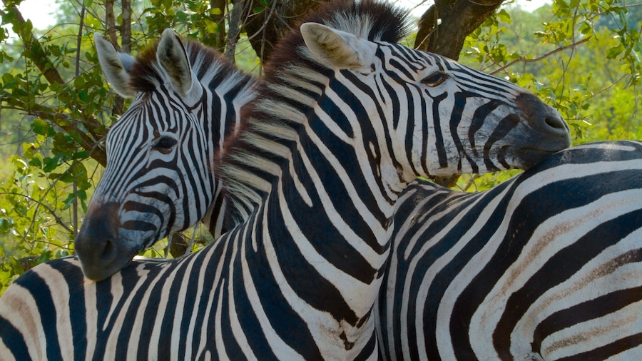 Kruger National Park som inkluderar landdjur