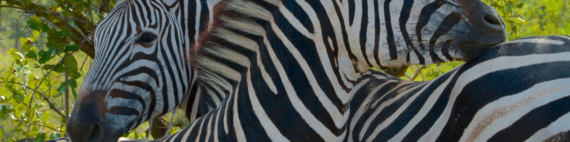 Kruger National Park featuring land animals