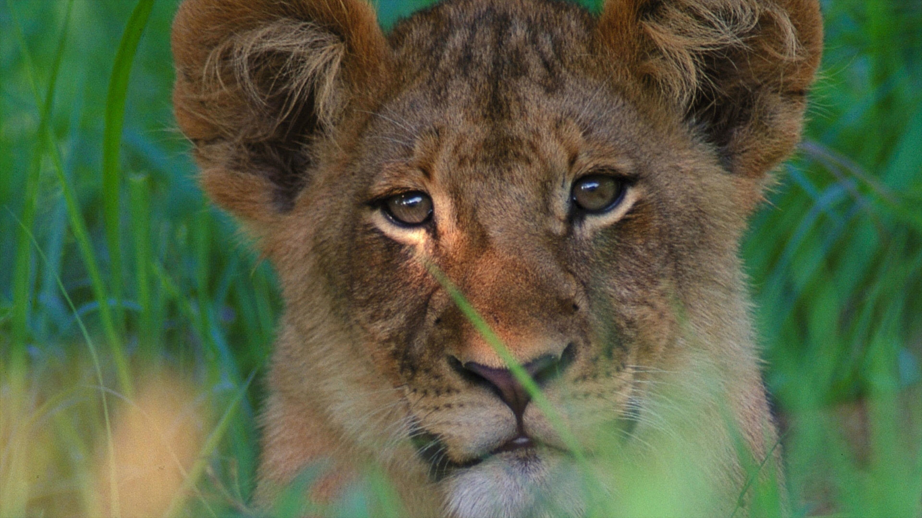 Kruger National Park showing zoo animals and dangerous animals