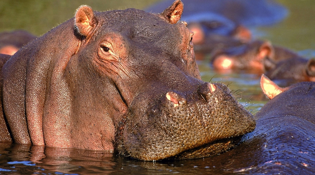 Kruger National Park som inkluderar farliga djur, zoodjur och landdjur