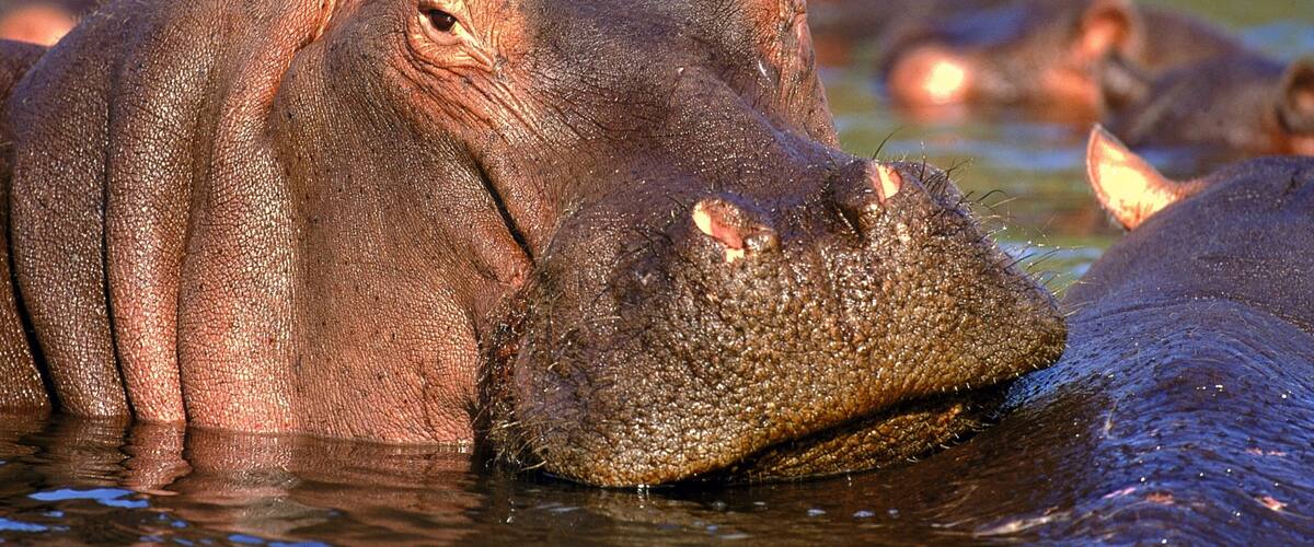 Kruger National Park which includes zoo animals, land animals and dangerous animals