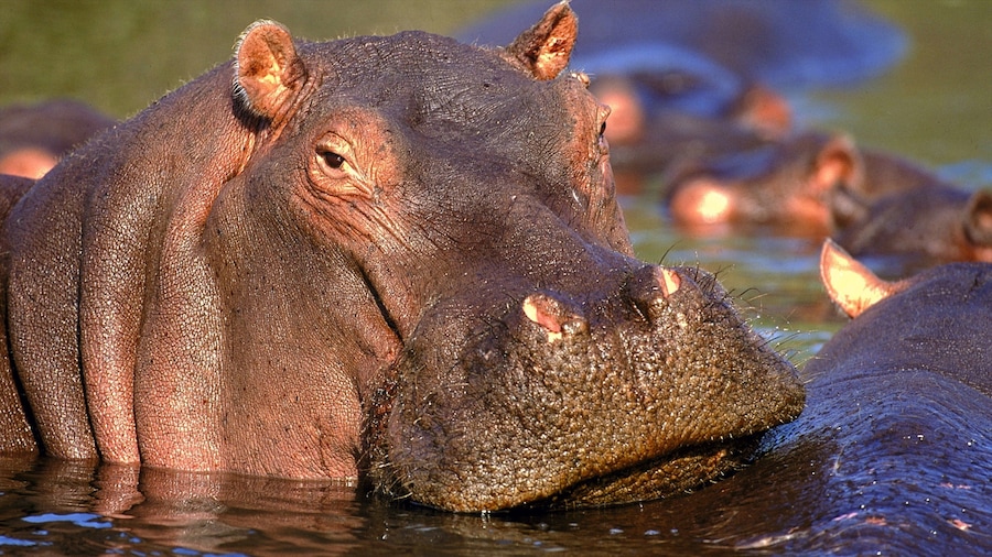 Kruger National Park que inclui animais de zoológico, animais perigosos e animais terrestres