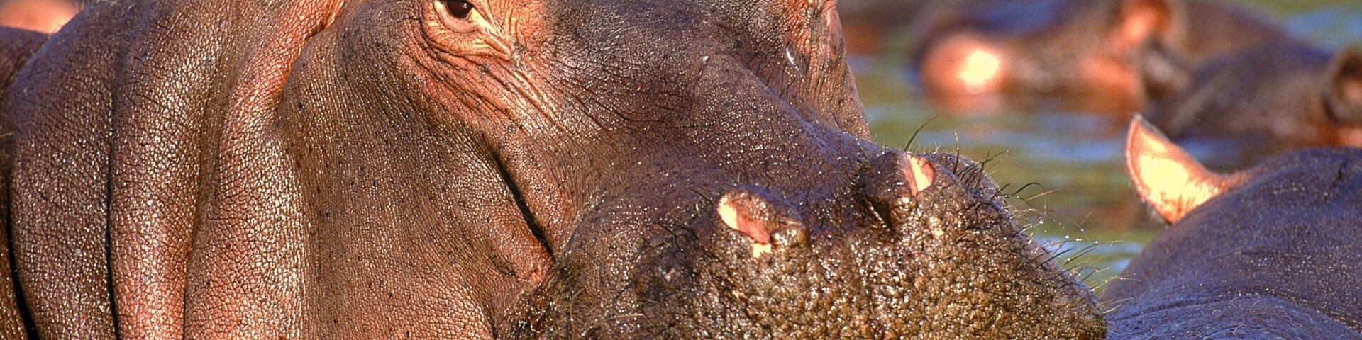 Kruger National Park which includes zoo animals, land animals and dangerous animals