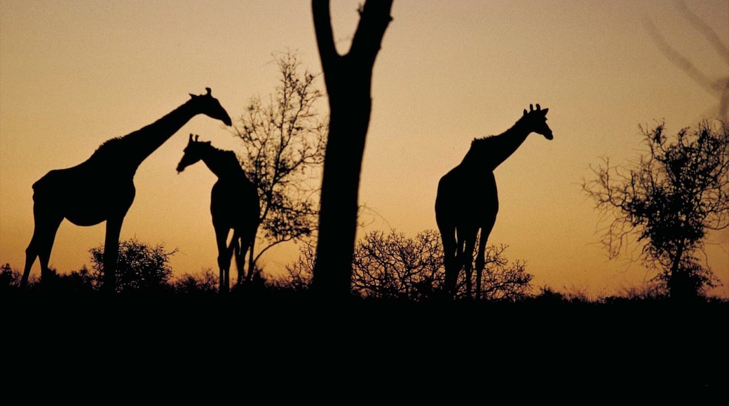 Kruger National Park presenterar en solnedgÄng, landdjur och safariÀventyr