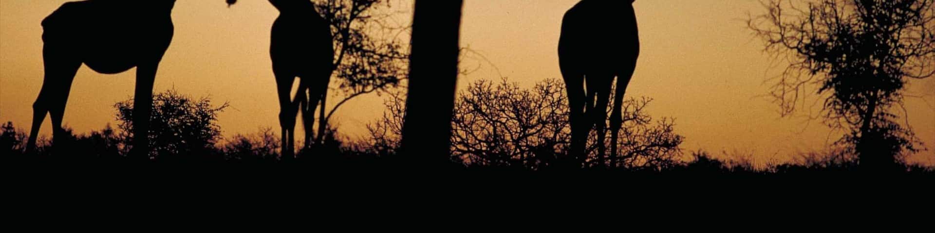 Kruger National Park featuring land animals, a sunset and safari adventures