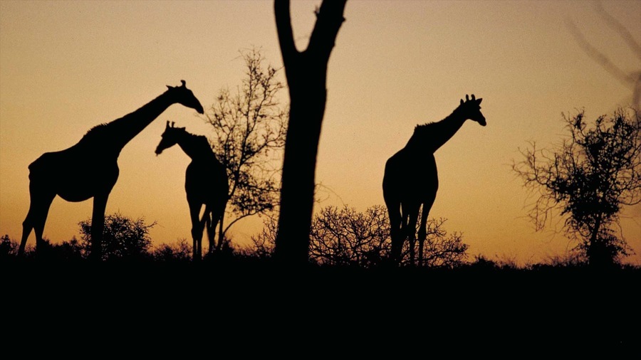 Des silhouettes de girafes se découpent sur le ciel au coucher du soleil.