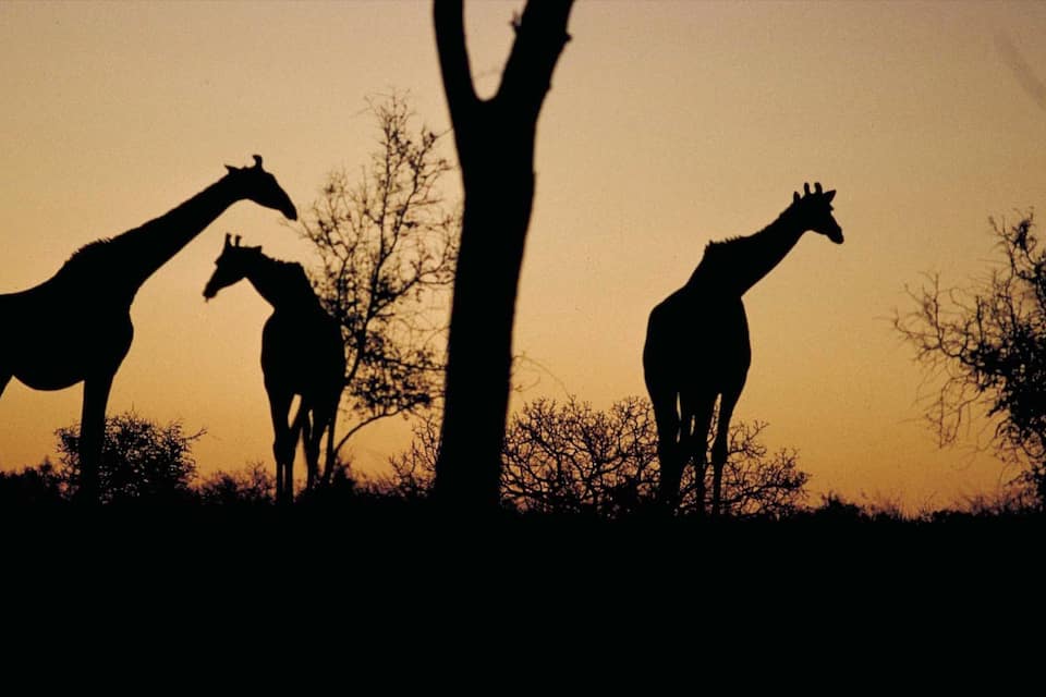 Silhouettes of giraffes against a sunset sky.