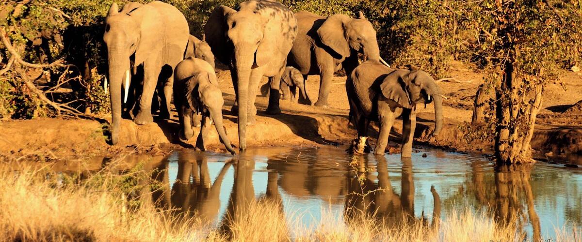 Punda Maria Restcamp is a SANParks camp in the Kruger National Park in South Africa. It is the northern most camp in the park. It is relatively small, compared to the other camps and receives much less visitors. A big extra when staying overnight is the floodlit waterhole right by the campsite. And it is great, the waterhole receives lot's of wildlife day and night. More info in this blog post:
http://www.thetravellingchilli.com/2015/06/kruger-national-park-6-breathtaking-highlights-from-the-north/