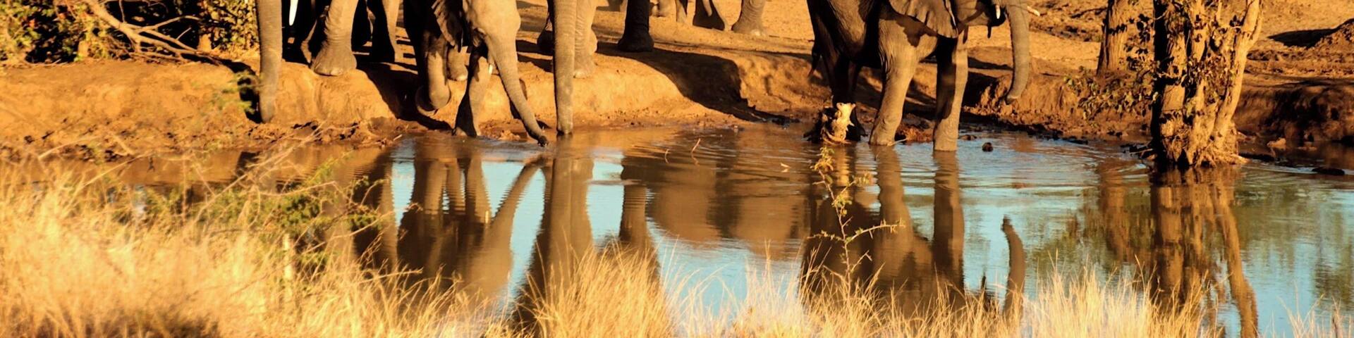 Punda Maria Restcamp is a SANParks camp in the Kruger National Park in South Africa. It is the northern most camp in the park. It is relatively small, compared to the other camps and receives much less visitors. A big extra when staying overnight is the floodlit waterhole right by the campsite. And it is great, the waterhole receives lot's of wildlife day and night. More info in this blog post:
http://www.thetravellingchilli.com/2015/06/kruger-national-park-6-breathtaking-highlights-from-the-north/