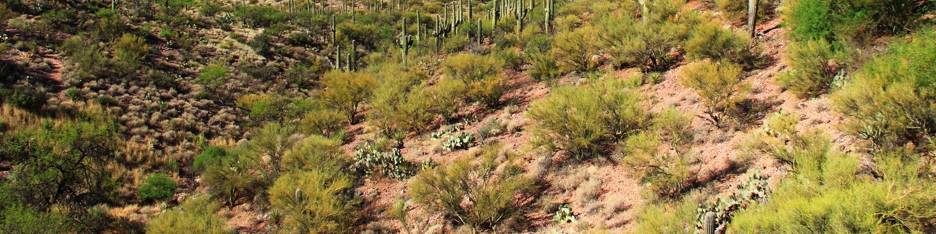 A desert landscape with sparse vegetation, including cacti and small bushes, under a clear blue sky.