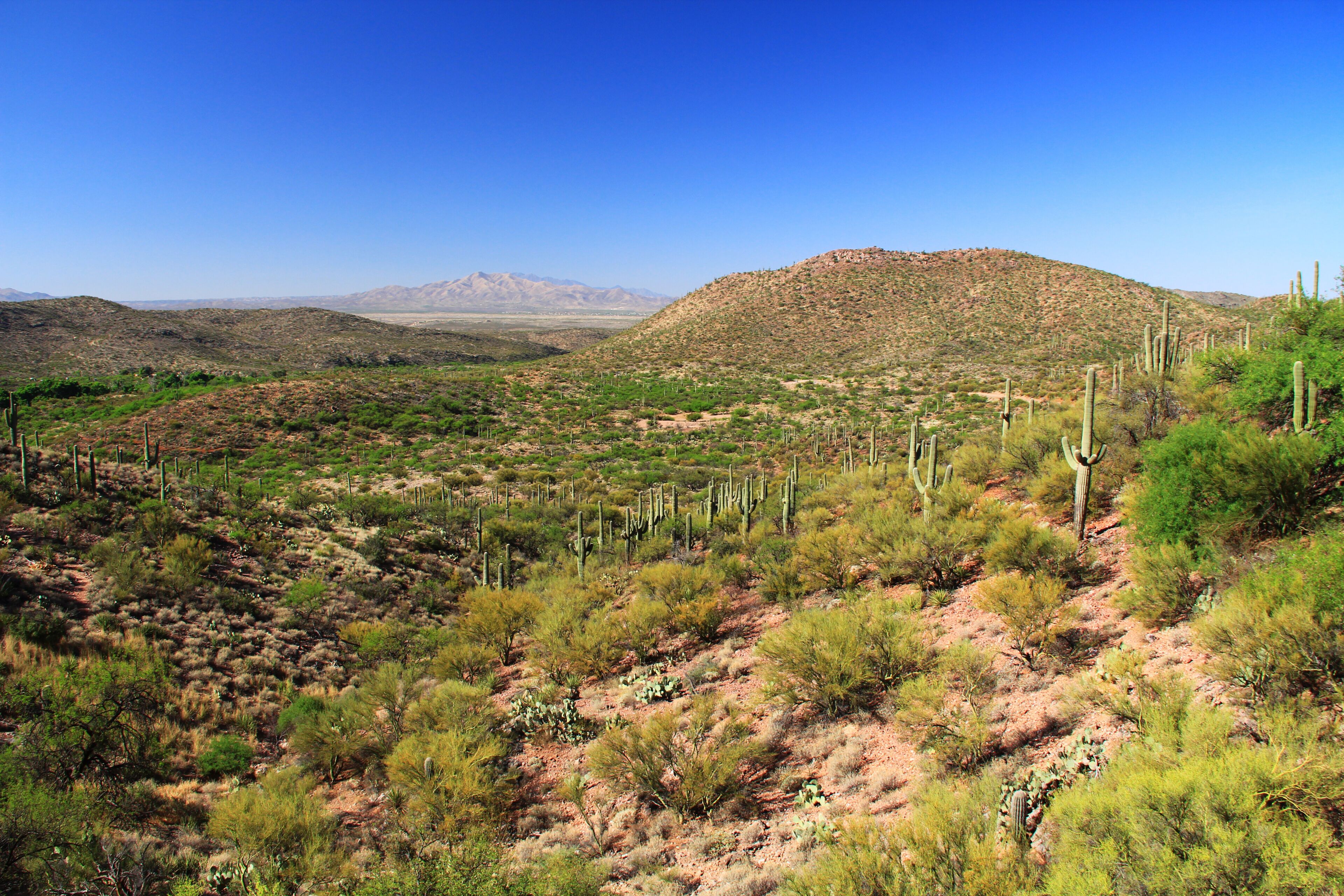 A desert landscape with sparse vegetation, including cacti and small bushes, under a clear blue sky.