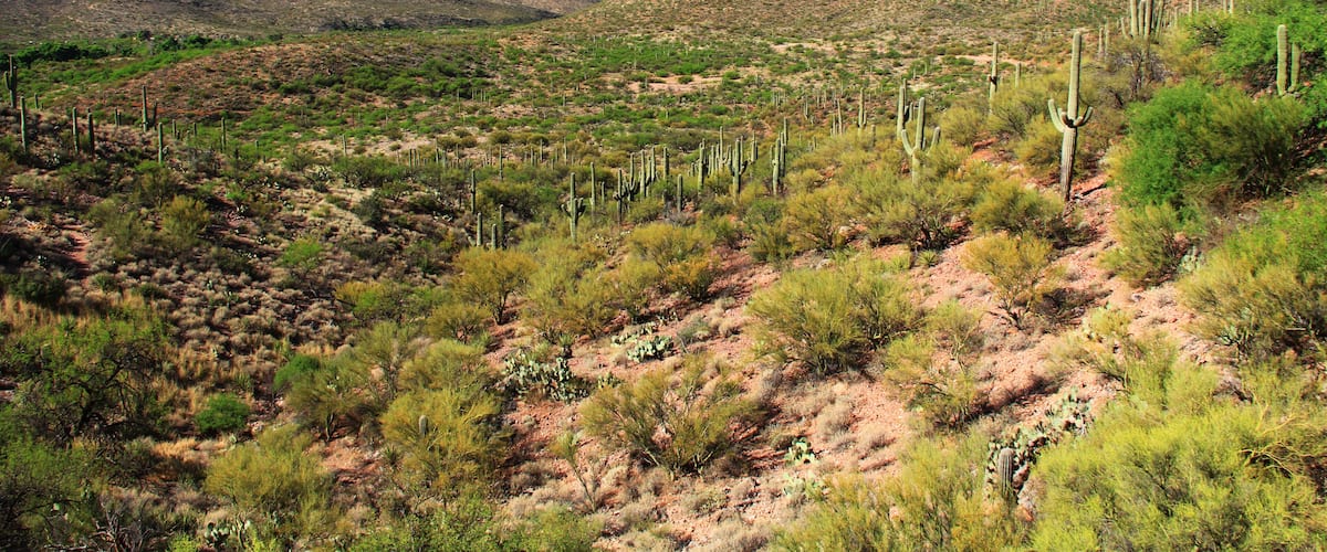 A desert landscape with sparse vegetation, including cacti and small bushes, under a clear blue sky.