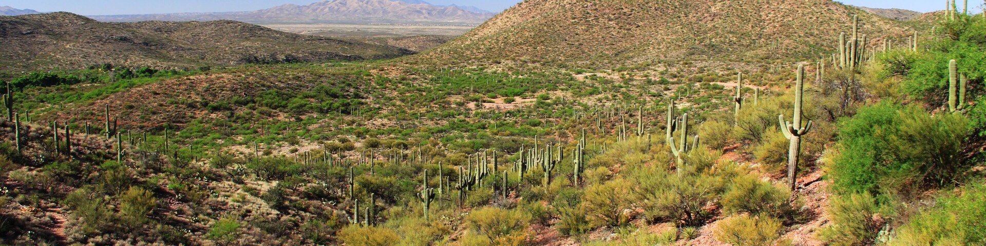 A desert landscape with sparse vegetation, including cacti and small bushes, under a clear blue sky.