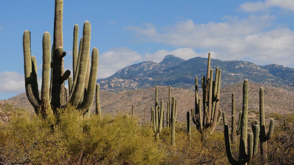 A desert landscape with tall cacti and mountains in the background.
