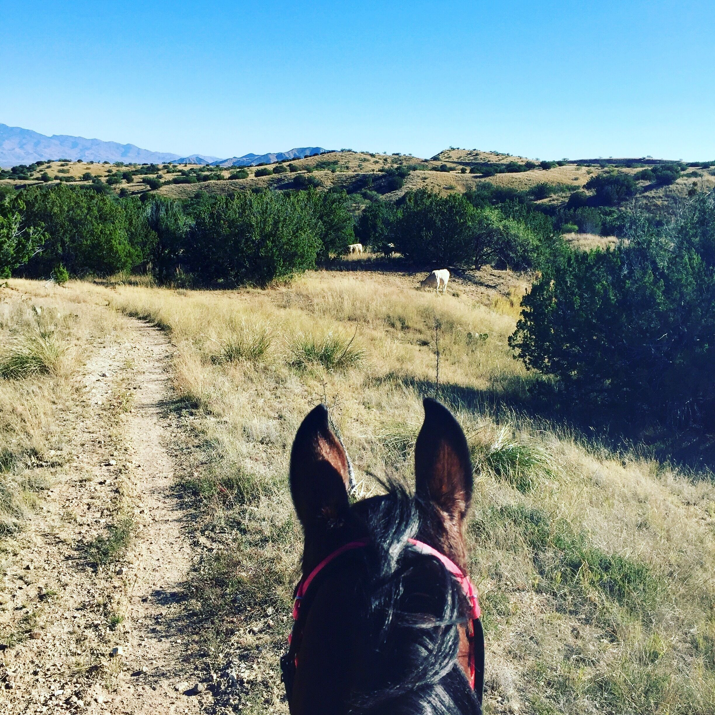 Las Cienegas 25 mi. LD Ride #endurance #arizona #azlife #riding #horses #equestrian 