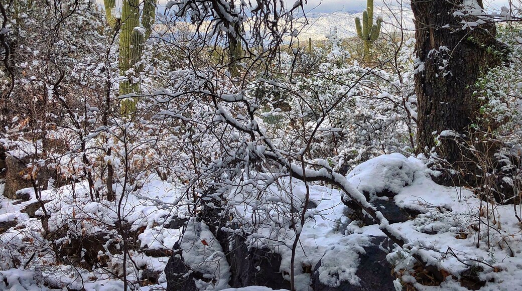 #Trovember — Saguaro National Park under a fresh blanket of snow—winter magic in the Sonoran Desert... Arizona’s second largest city is flanked on both its eastern and western horizons by the two halves of Saguaro National Park; few places can boast of an urban-wilderness mix quite like this...