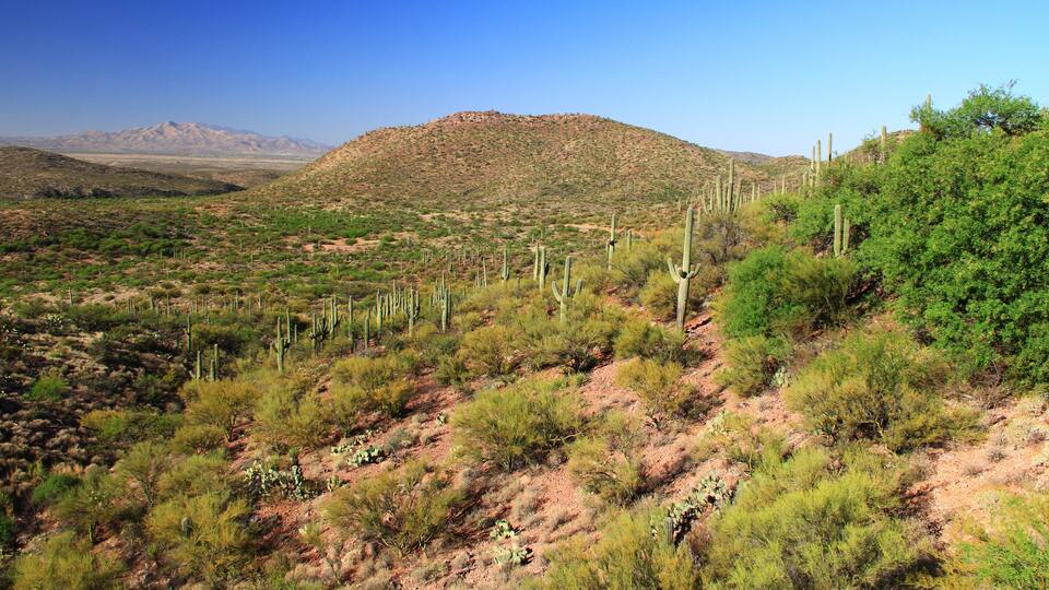 A desert landscape with sparse vegetation, cacti, and a distant mountain range.