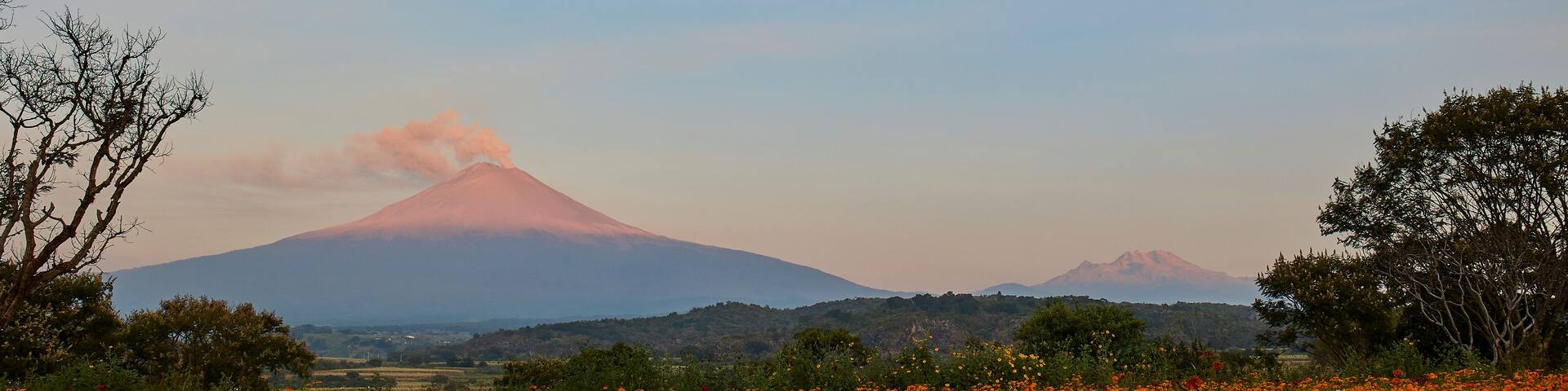 A field of orange flowers with a mountain in the background.