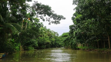 Natural Beauty in the Canals of Barishal, Bangladesh