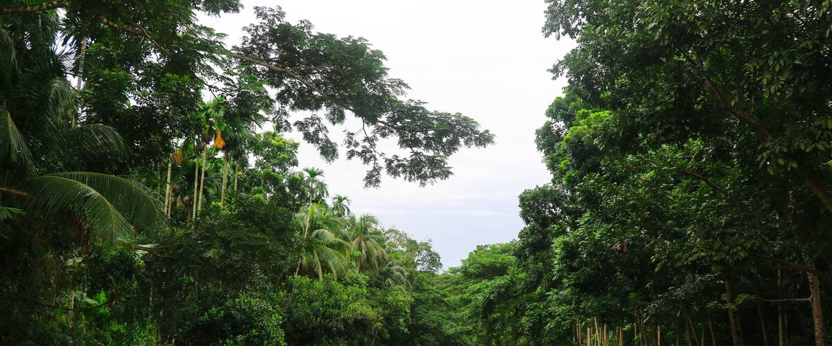 A river surrounded by dense tropical foliage.