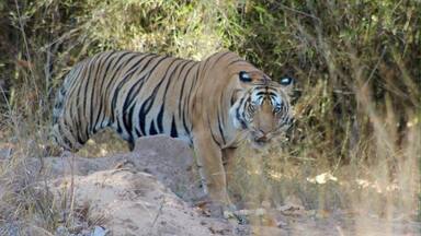 Saw 5 Tigers in Bandhavghar! Amazing animals to see up close in the wild. Highest concentration of wild tigers anywhere in the wild! We even hiked part of the park one day. It's great knowing these parks are not fenced in and Tigers roam free in India. There are fences just to create barriers with villages.