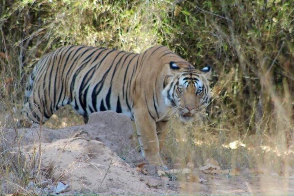 Un tigre che cammina attraverso una zona arida e erbosa, con cespugli e alberi sullo sfondo.