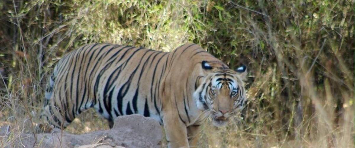 A tiger walking through a dry, grassy area with bushes and trees in the background.