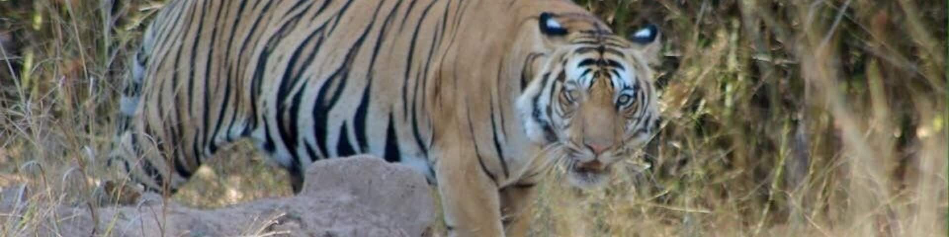 A tiger walking through a dry, grassy area with bushes and trees in the background.
